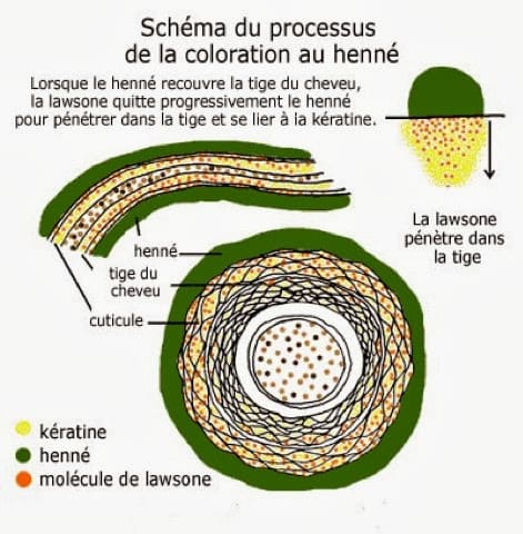 Oxydation du henné | MA PLANETE BEAUTE